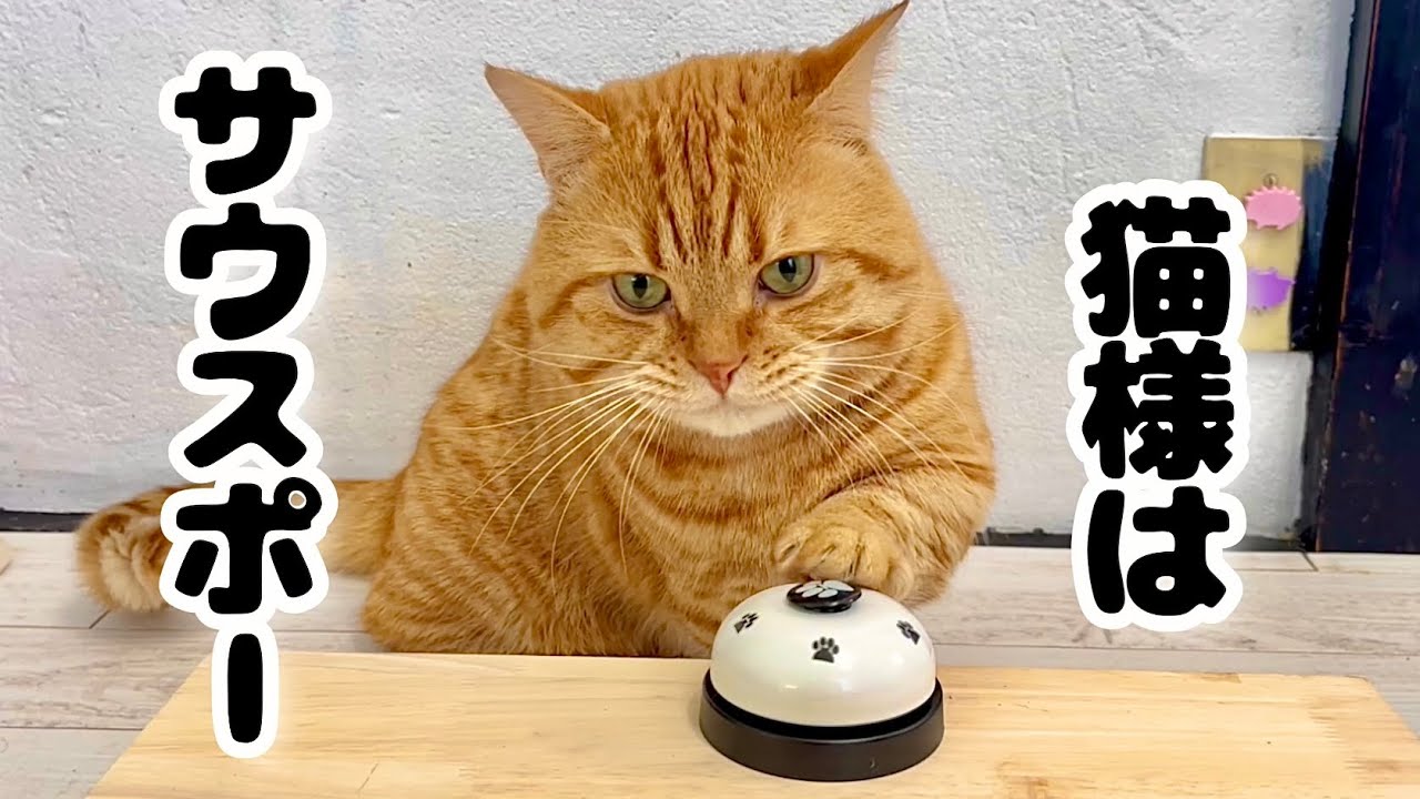マンチカンの茶々パパ、久しぶりにベルを鳴らしてちゅーるをもらう！