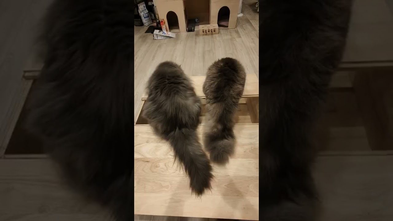 体の大きさに対してしっぽがデカすぎるサイベリアンの子猫【サイベリアンのラフィ】#shorts