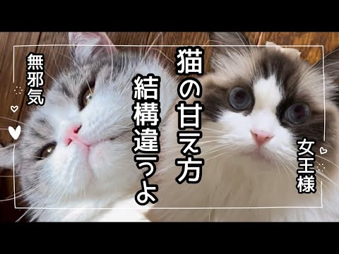 我が家のスコティッシュとラグドール、甘え方が全然違う！