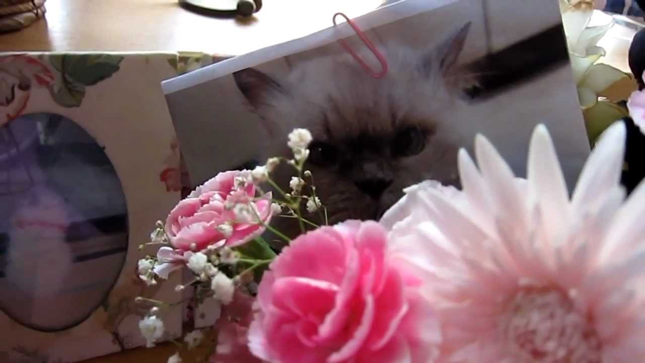 ヒマラヤンの飲茶 ☆ 出窓のお花