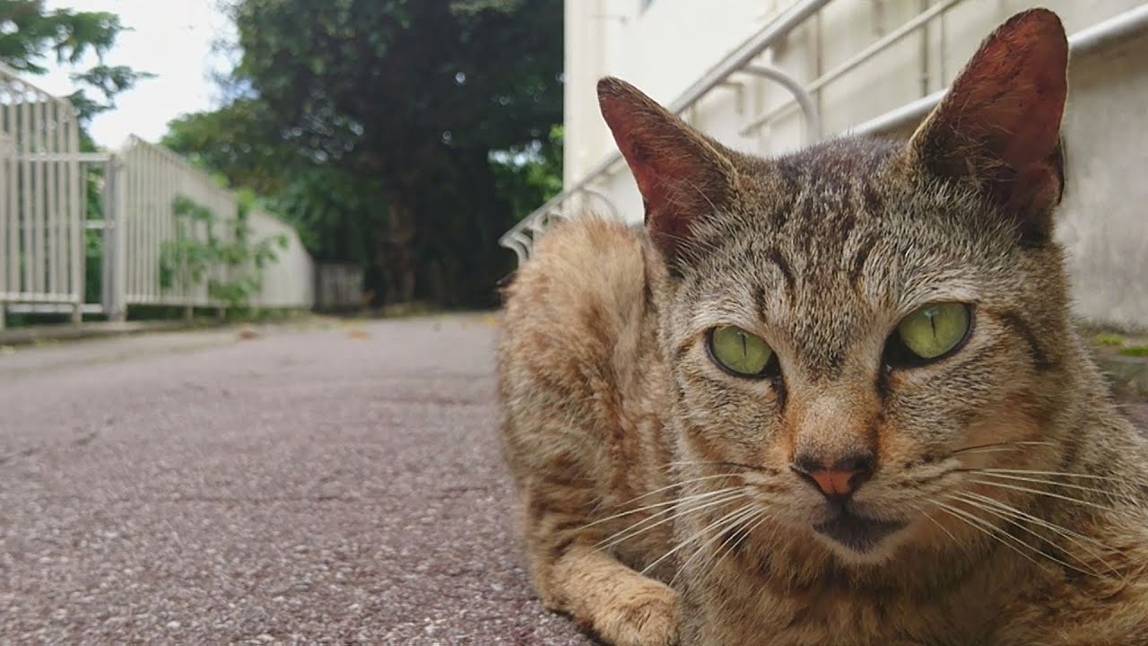 やっと撮らせてくれたボブテイル猫