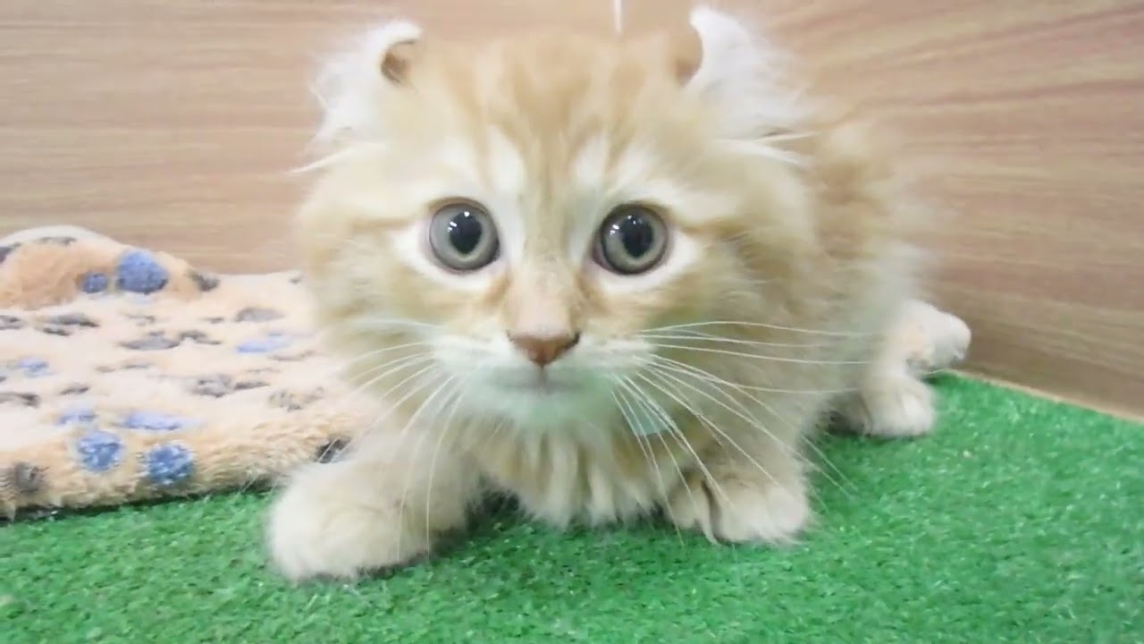 Coo&RIKU　No00605579 アメリカンカール