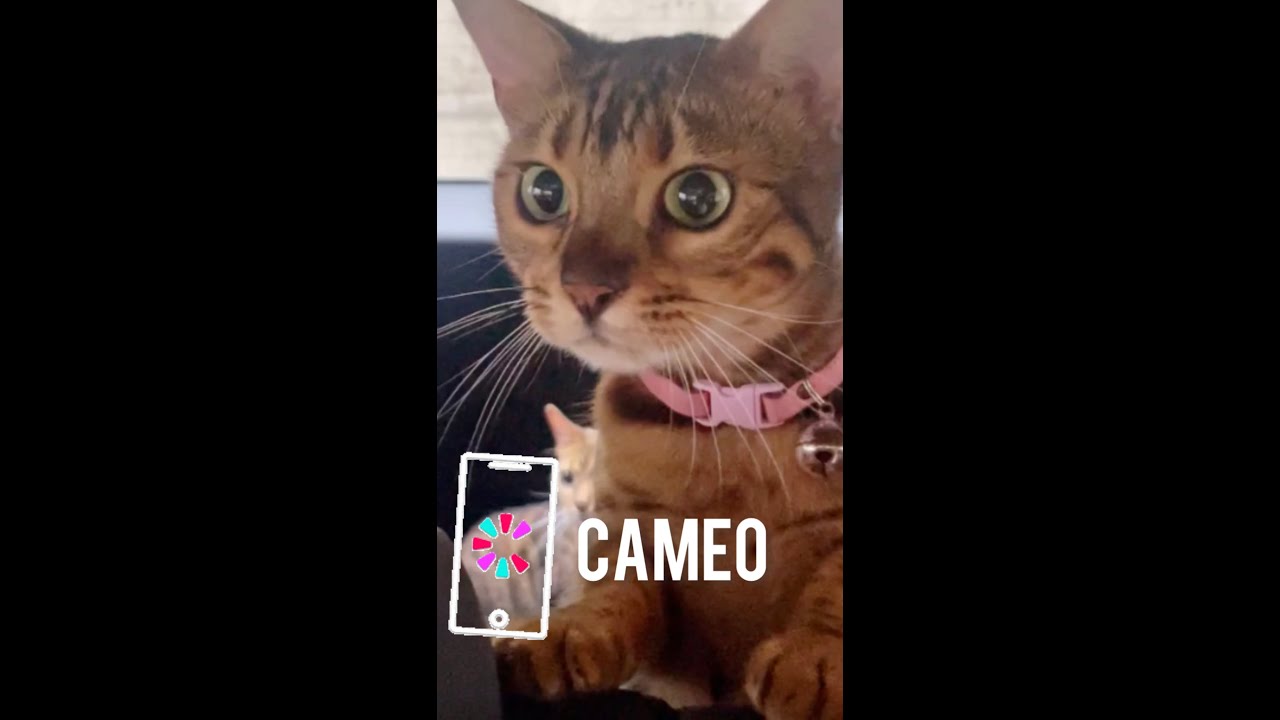 CAMEOで猫からの応援メッセージリクエストしてみませんか？