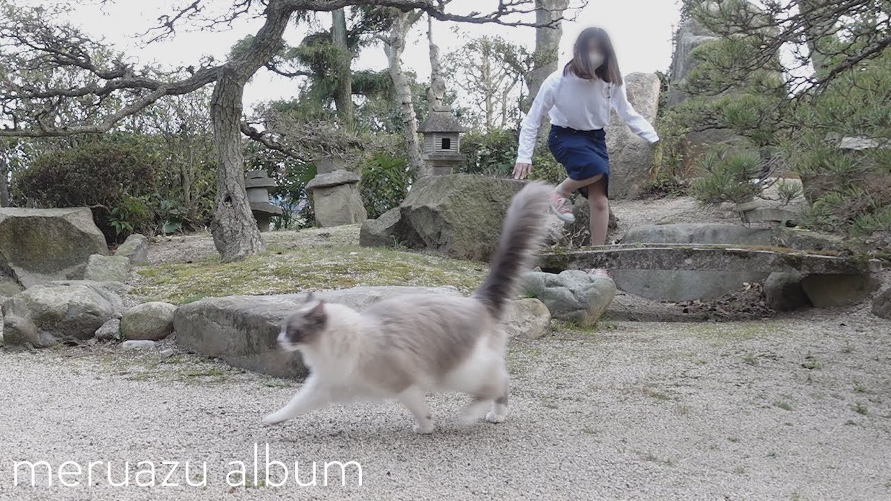 【ラグドール】脱走して飼い主を困らせる猫