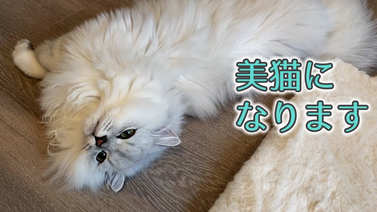 サロンで美猫に生まれ変わりました/Persian cat grooming