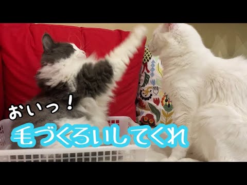 【癒し】ノルウェージャンフォレストキャットがターキッシュアンゴラに毛づくろいをねだる姿がかわいい💖