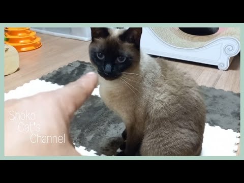 とある日のシャム猫と私の過ごし方/How to spend my time with a cat on Meowday