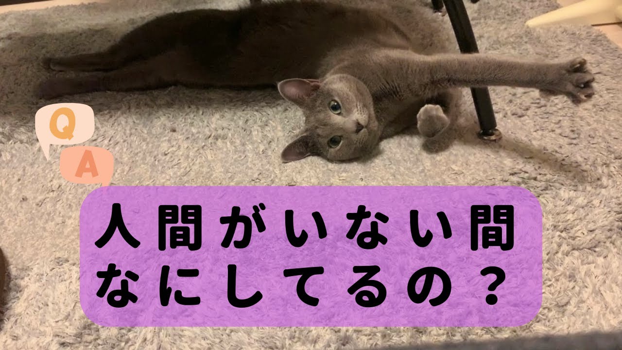 【ロシアンブルー】人間がいないとき、猫は何してる？ What are cats doing when their owners are absent?