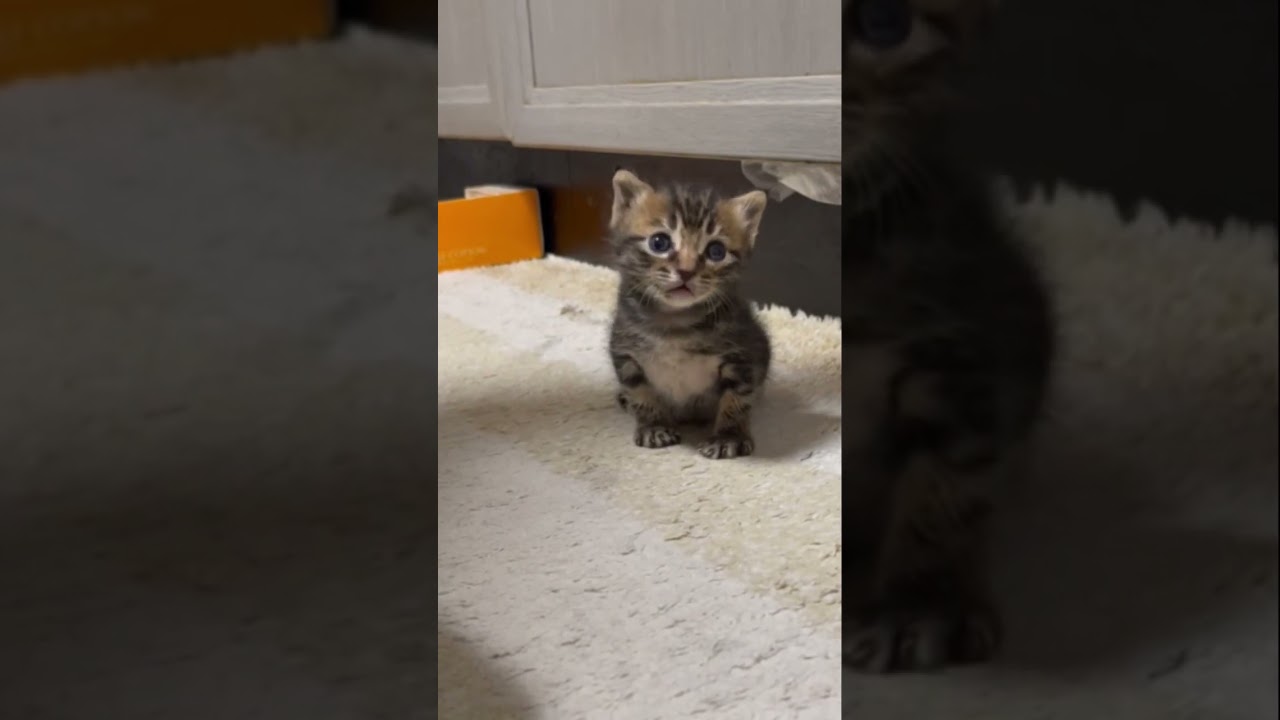 【母猫に捨てられた保護子猫】初めてキャリーケースから出て不安そうな生後2週間の子猫 #shorts