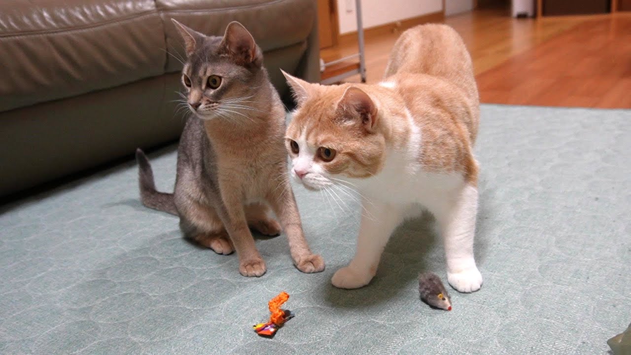 急にどっか行く猫と猫【スコティッシュフォールド】【アビシニアン】