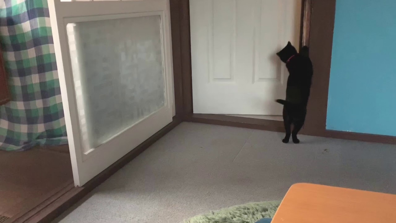 ごはんくれくれ猫ハナ☆黒猫ボンベイ