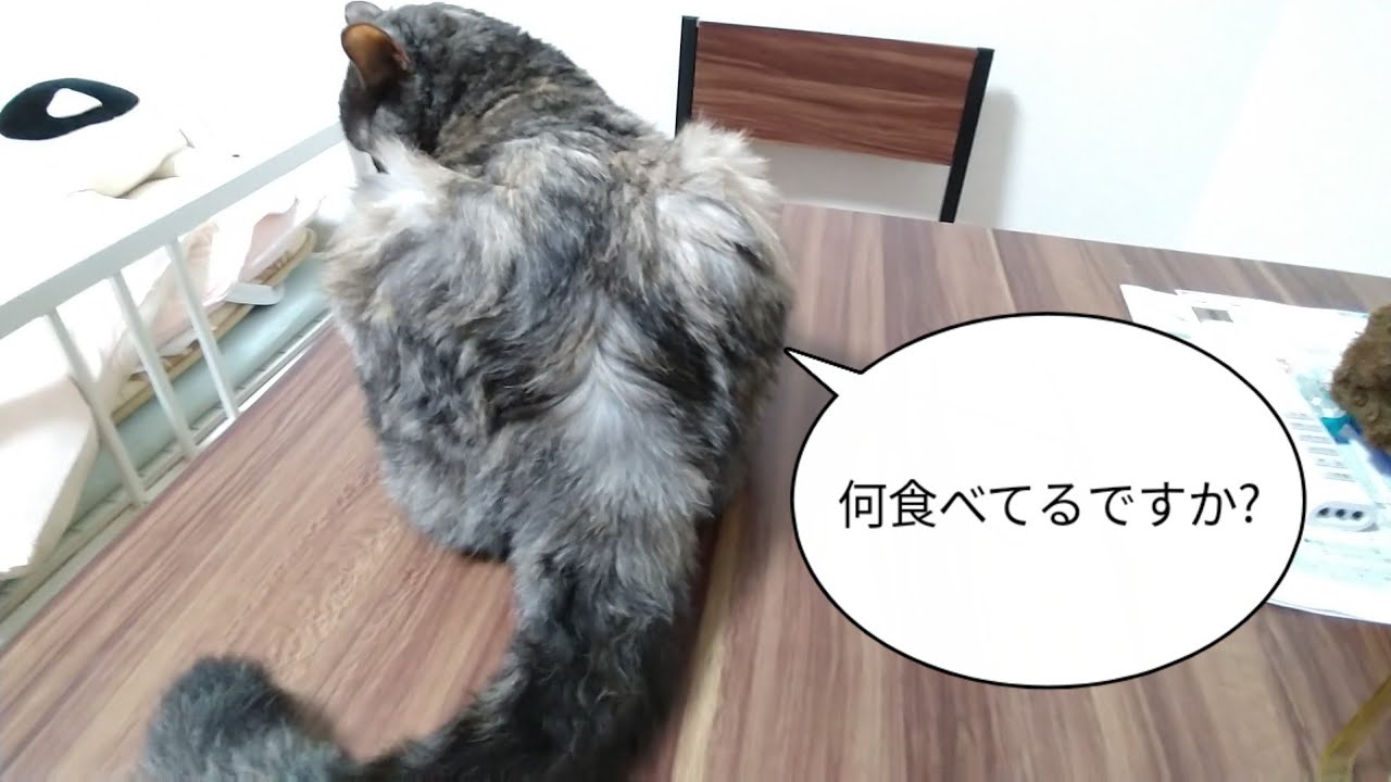 【セルカークレックス】ごはん食べるときは必ずせらのチェックがはいります【せらのりたま】