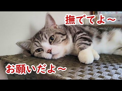 撫でてほしそうな猫(マンチカン)を敢えて放置するとこうなります - I intentionally leave a cat that looks like it wants to be petted