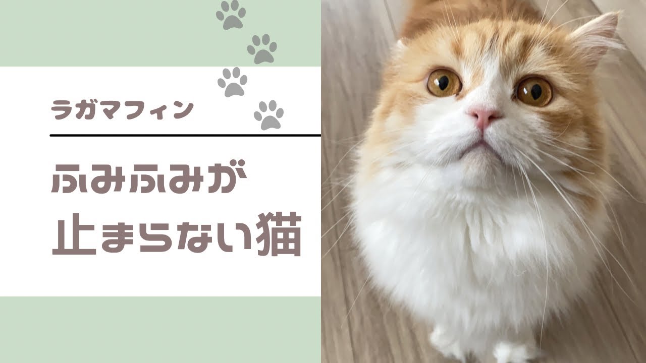 ふみふみが止まらない猫 【 ラガマフィン 】