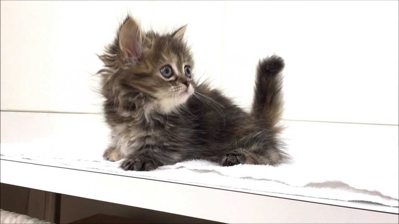 クリクリおめめの愛らしいマンチカンです☆