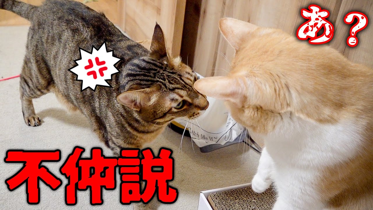 ７年間一緒に育ったネコたちに不仲説が出てきた理由がまさかの、、、