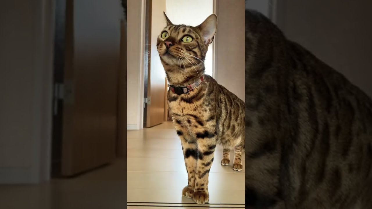 【#shorts】ベンガル猫のジャンプ！！😊