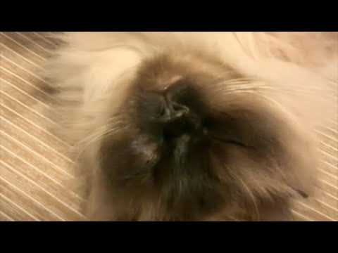 ぶさ顔ヒマラヤン