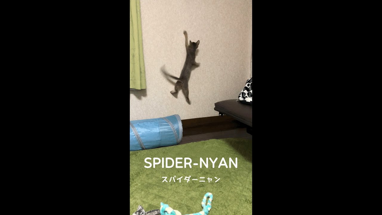 【猫動画】スパイダーニャン　#猫動画 #アビシニアン #おてんば #猫おもちゃ