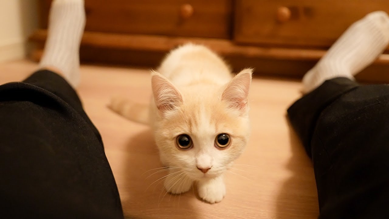 何度も突撃してくる子猫が可愛いw