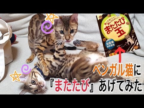 ベンガル猫のベルとテトに『またたび玉』をあげてみたら大興奮