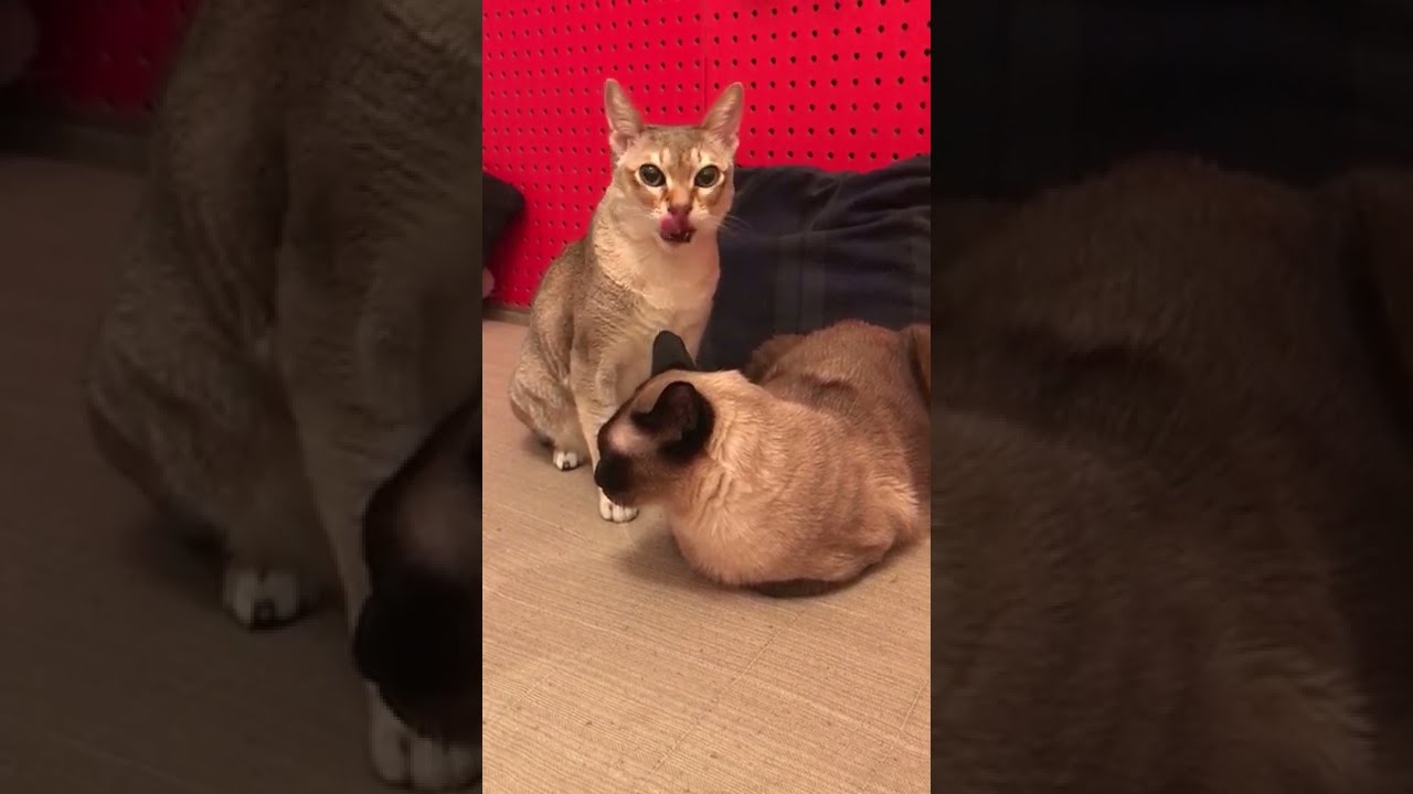 お世話好きすぎるシンガプーラなのにゃ♪