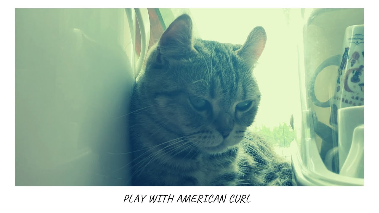 【癒し】猫カフェのやんちゃアメリカンカールと遊ぶ