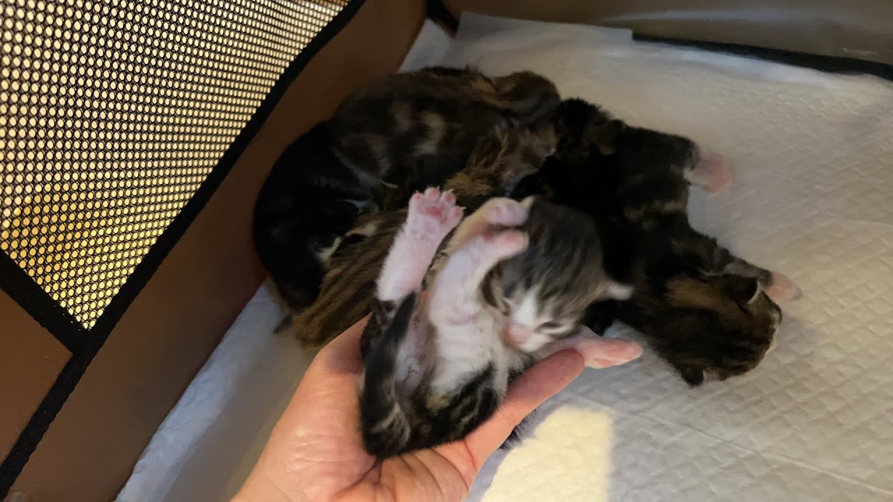 生後11日目のノルウェージャンフォレストキャットの赤ちゃん猫のライブ配信