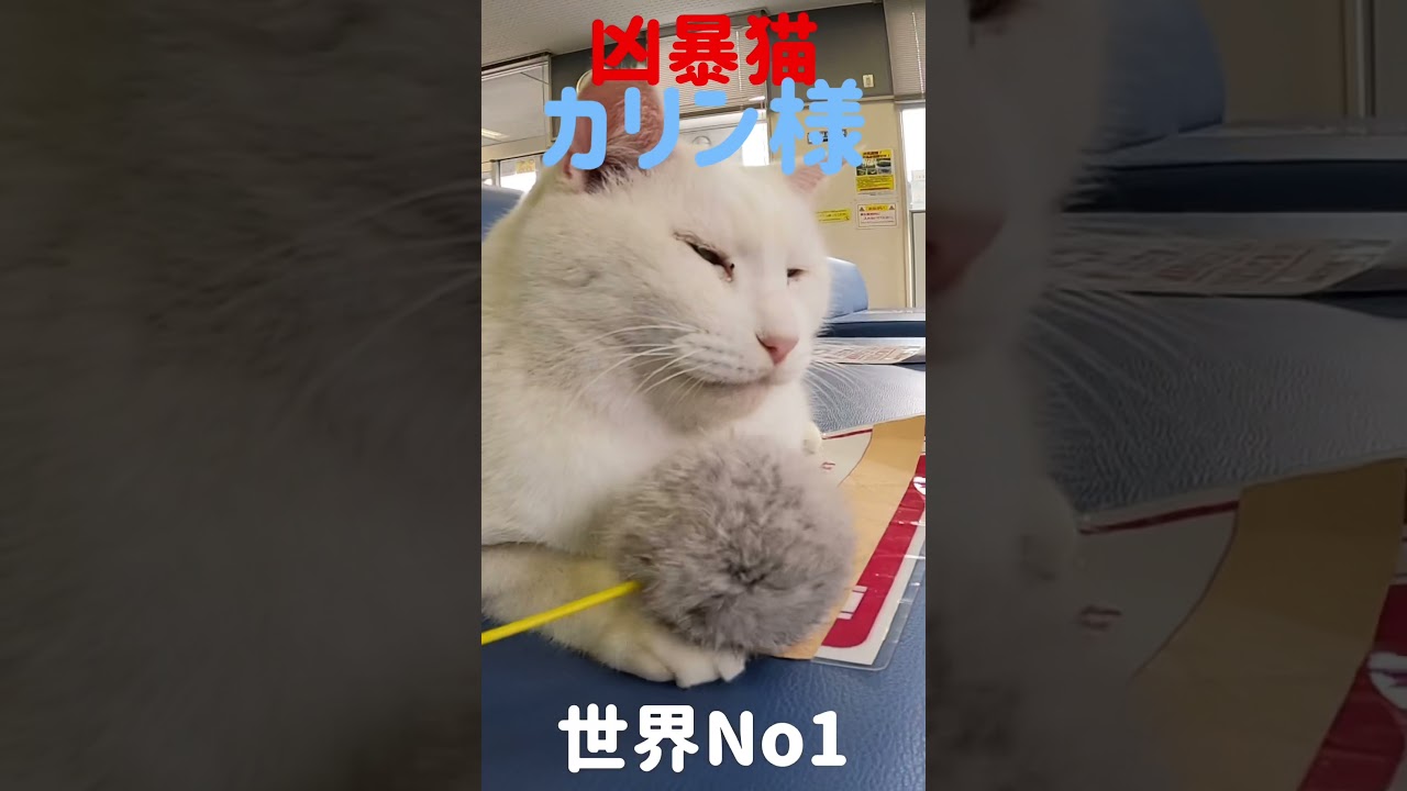 あの凶暴猫のカリン様がボンボン猫じゃらしに夢中です#shorts  Japanese cats