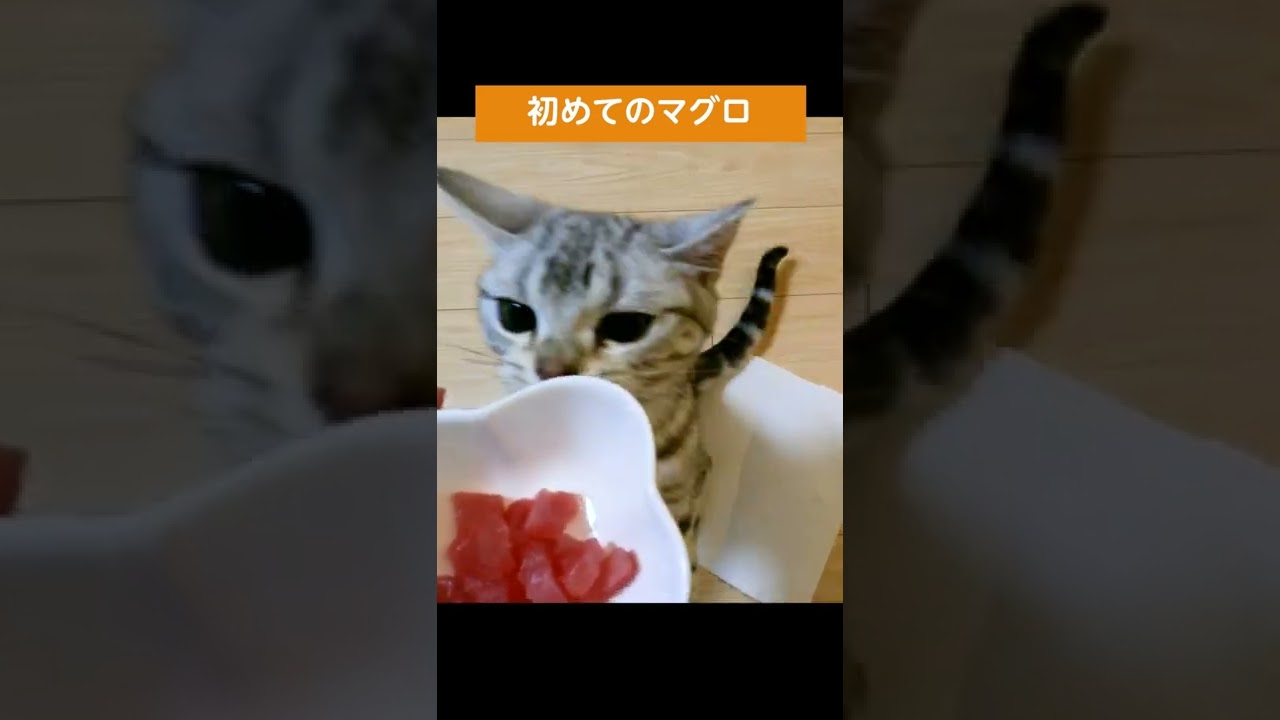初めてマグロを食べる子猫【アメリカンショートヘアー】 #shorts #こねこ #アメショー