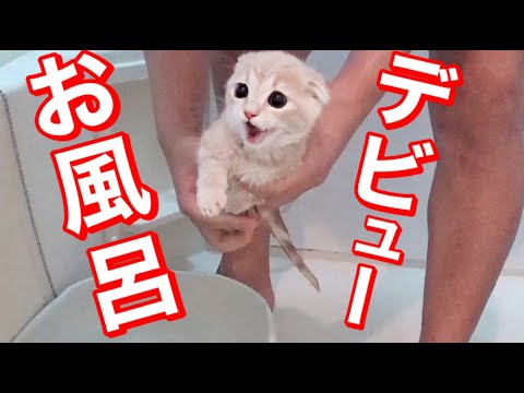 お風呂初体験の子猫が絶叫！動きがヤバすぎた...【赤ちゃん短足マンチカン】