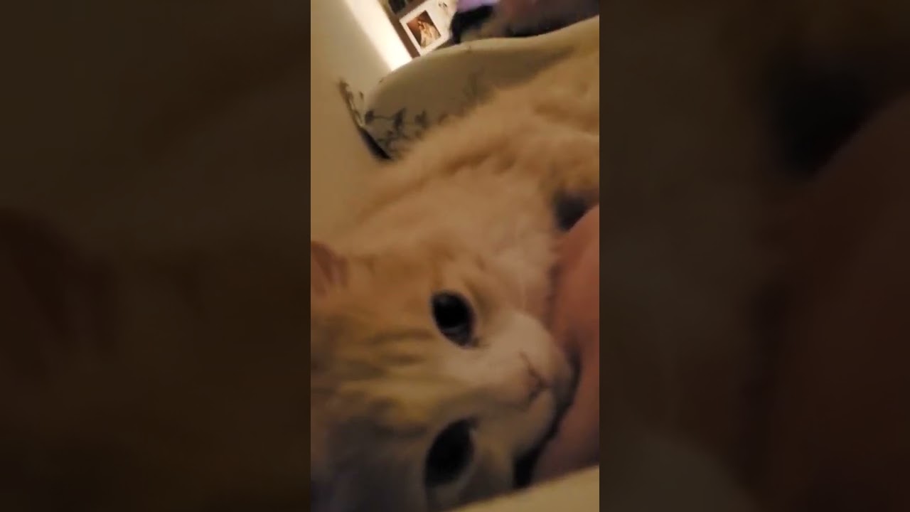 手のひら枕で甘えて眠る子猫🐾立ち耳スコティッシュフォールド