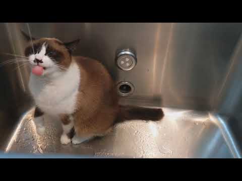 やっぱ井戸水は美味いにゃあ。スノーシュー猫のさわちゃん