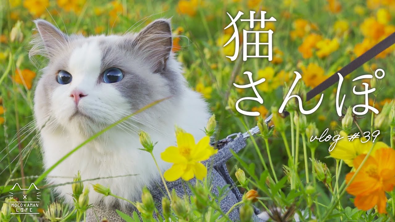 猫とお散歩｜外の世界の癒し時間｜ラグドール #39