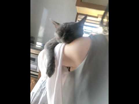 登ってダラけて…デボンレックスらしさ全開