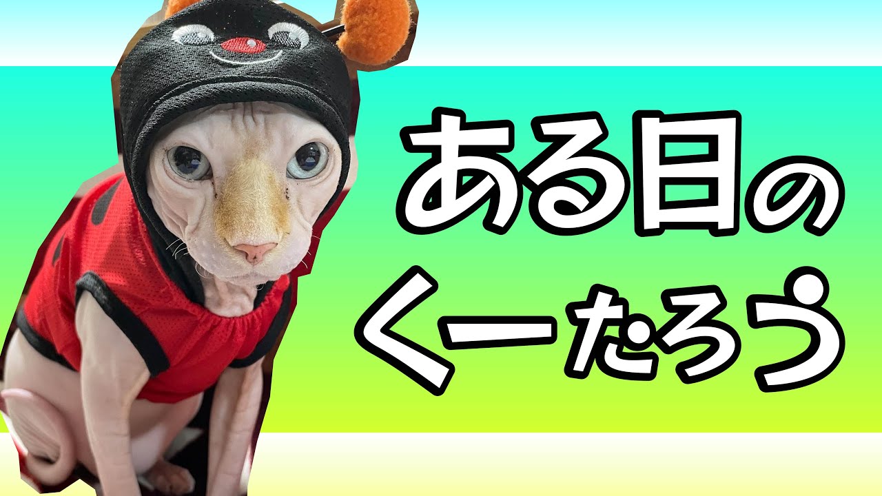 【スフィンクスねこ】ある日のくーたろう【えらいえらい】