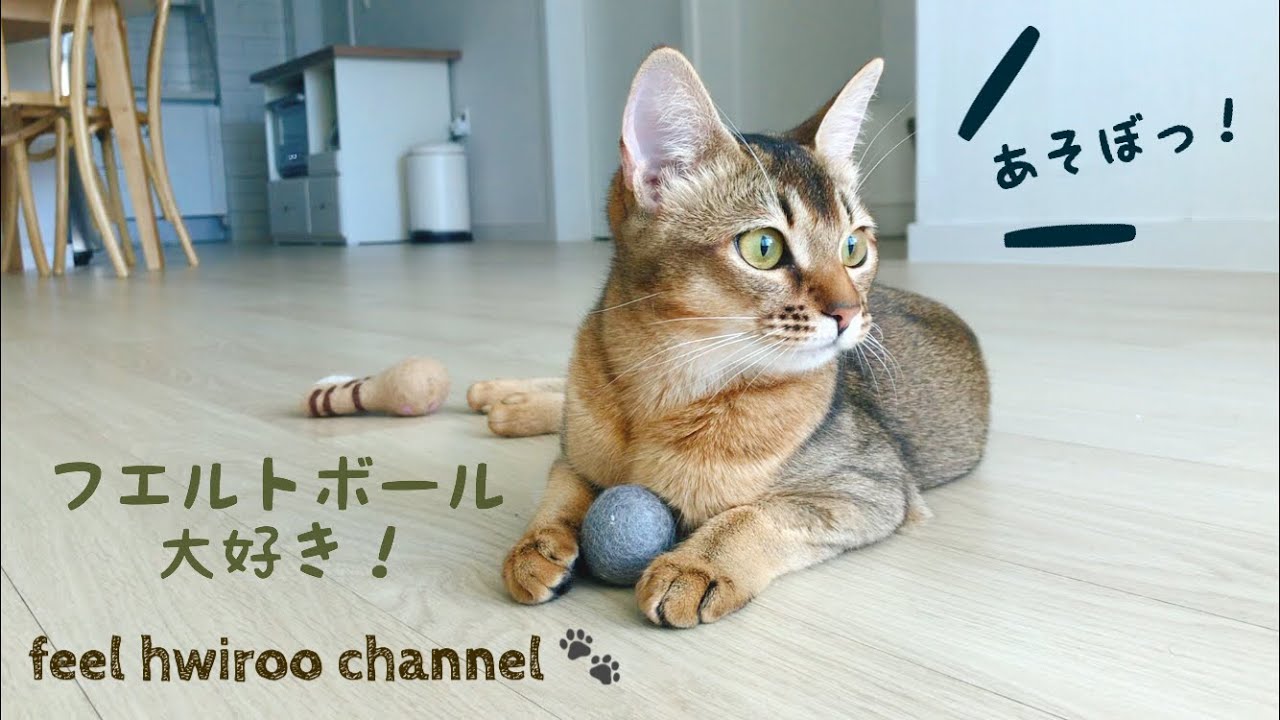 [KOR] 新しいフエルトボールをゲットだぜ [アビシニアン]