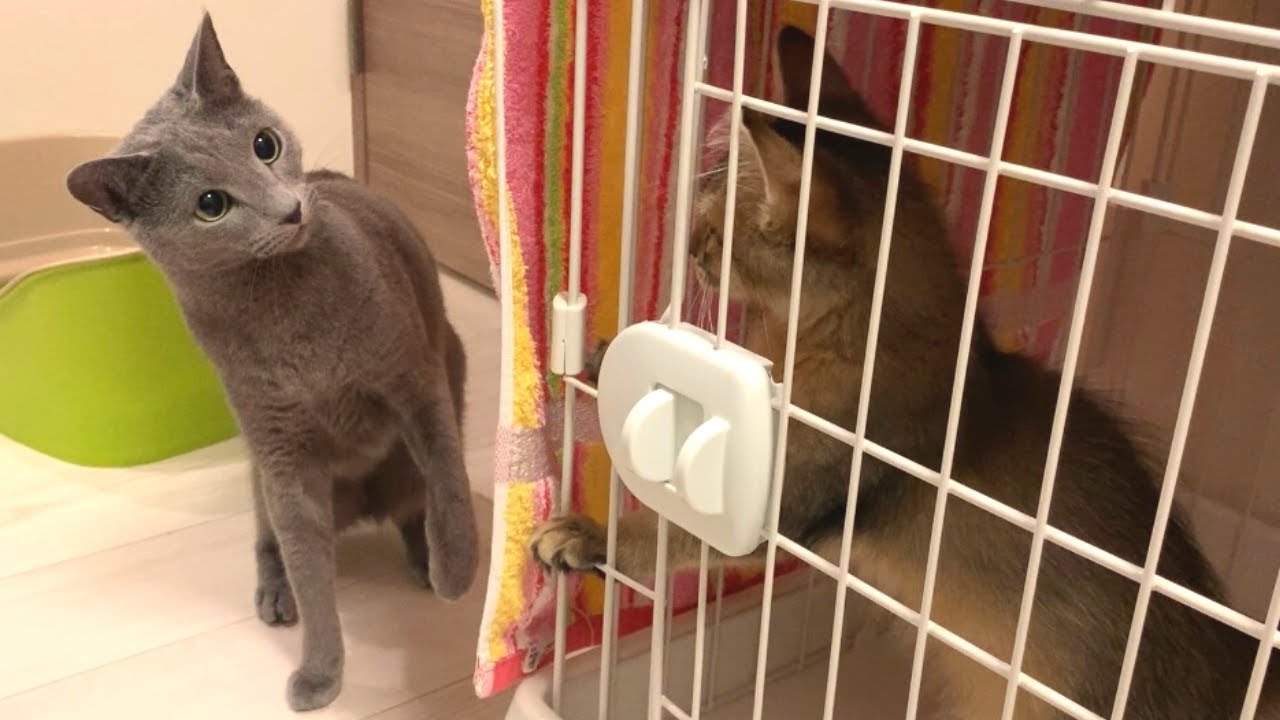 子猫の勢いに押され気味なロシアンブルー兄【初めての多頭飼い】　#7