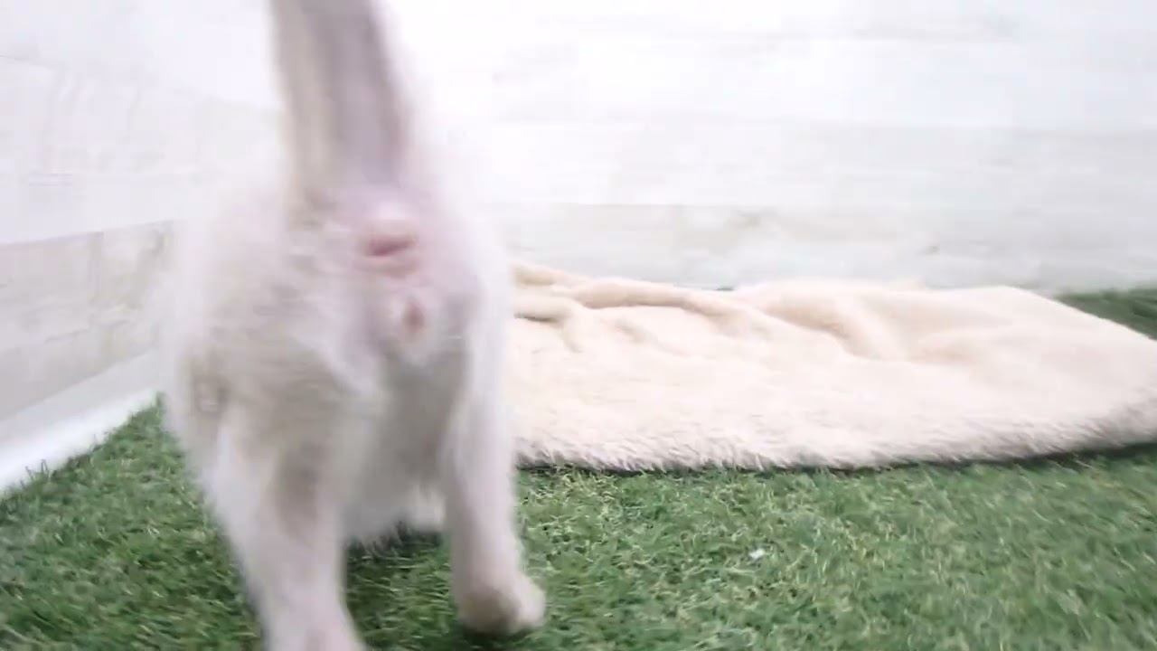 00578614 トンキニーズ