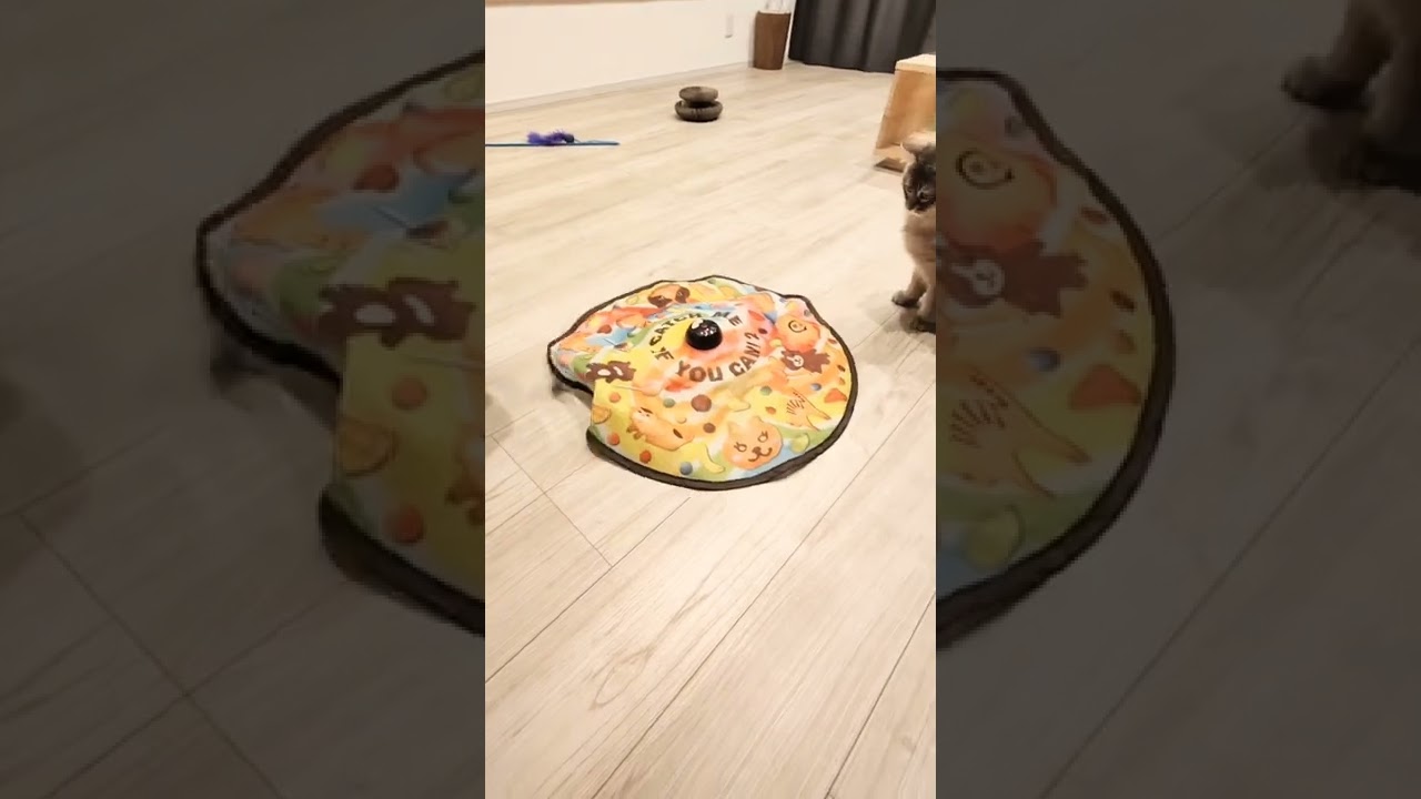 未知の動きをするおもちゃにビビる子猫【サイベリアンのラフィ】#shorts