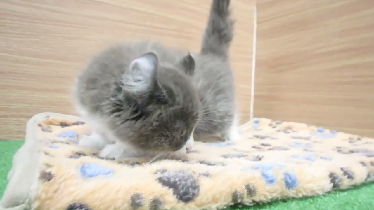 Coo&RIKU　No00601472 アメリカンカール