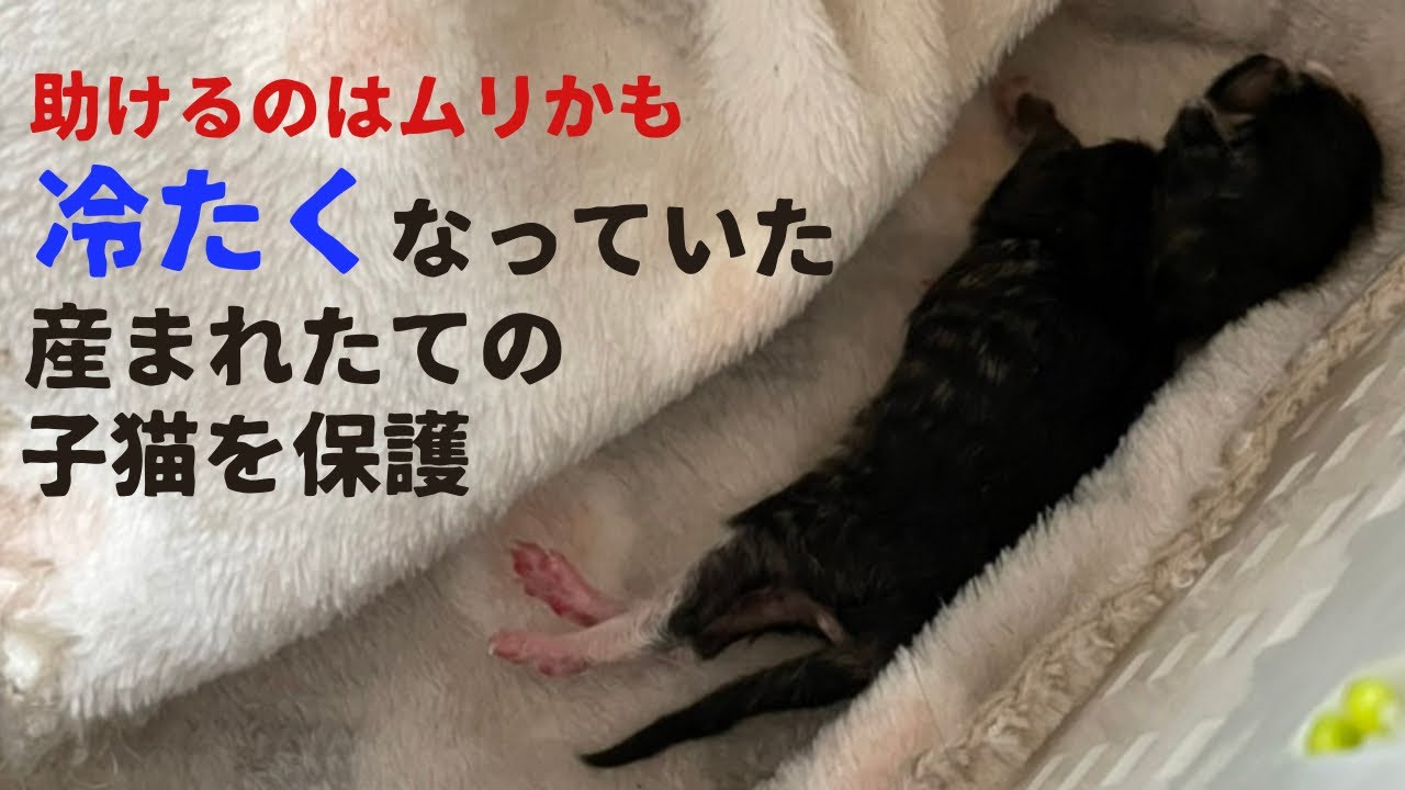 冷たくなっていた、産まれたての子猫を保護しました