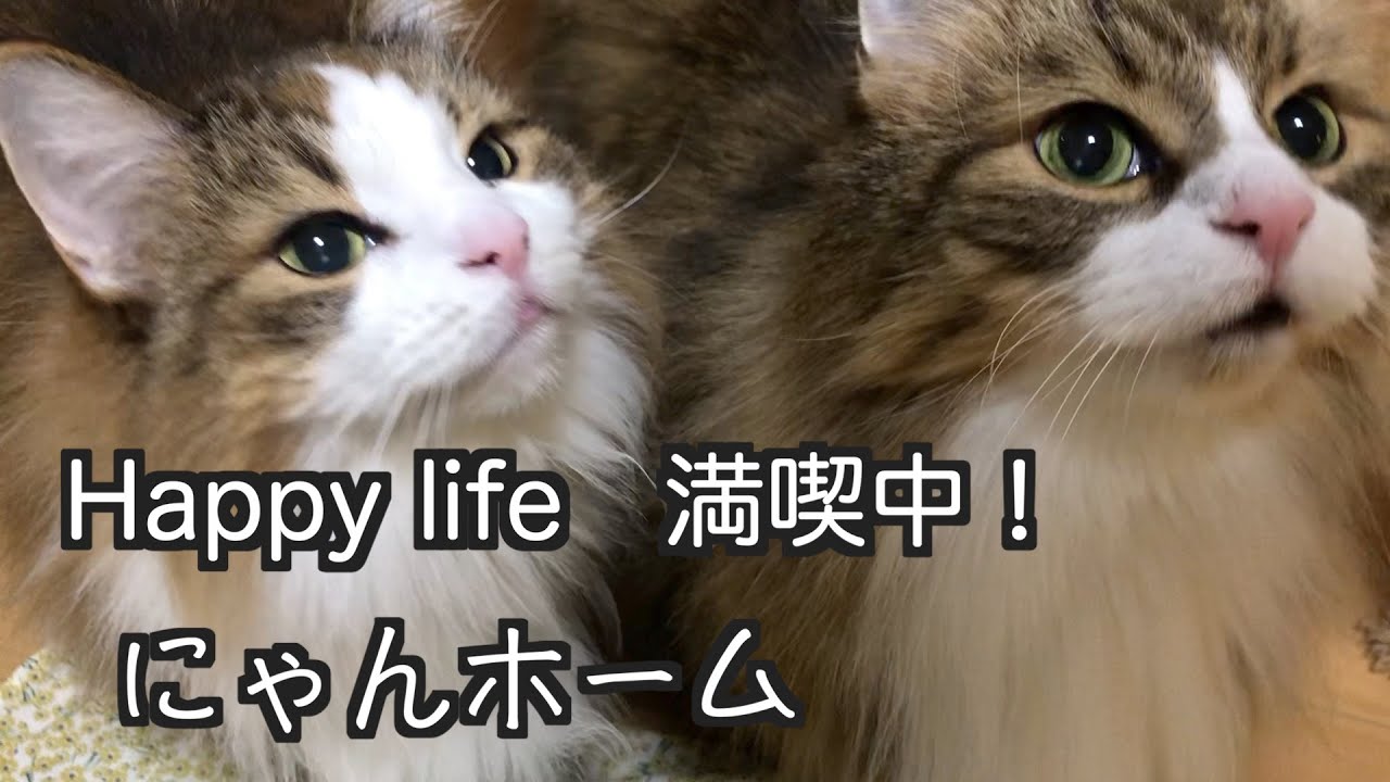 【Happy LIfe】ノルウェージャンフォレストキャット5匹と満喫中！Norwegian Forest Cat