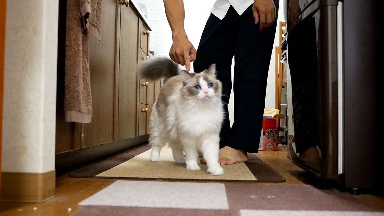 今日も甘えん坊が止まらないラグドールをツンツンしてやりましたっ！