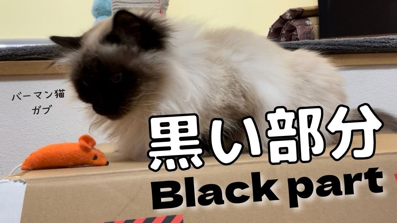 バーマン猫ガブとパンダ【黒い部分】Black part（バーマン猫）Birman/Cat