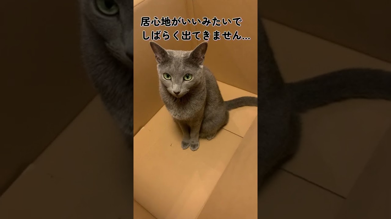 特大ダンボールにご満悦の猫【ロシアンブルー】 #Shorts