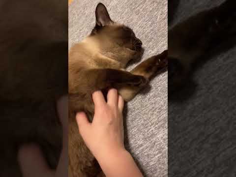 撫でられ好きなシャム猫