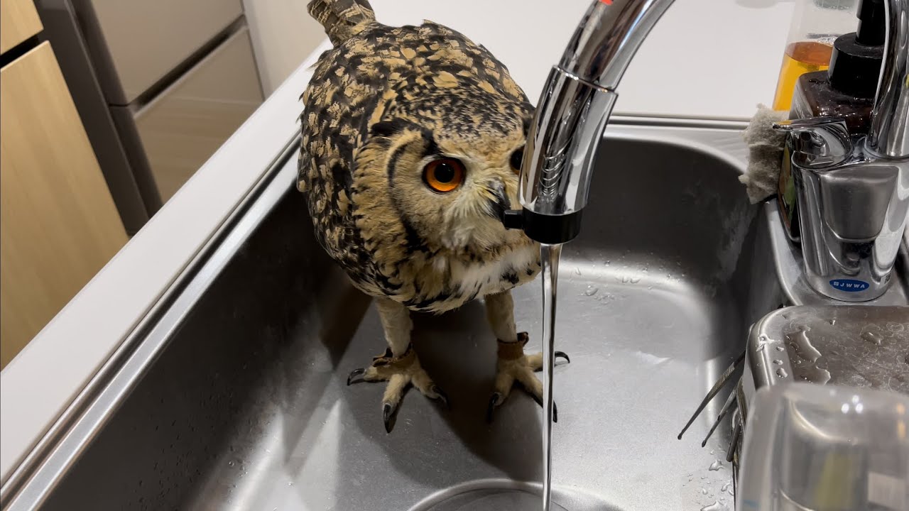 #461 水が大好きフクロウさん OWL LIKES WATER 【ベンガルワシミミズク】