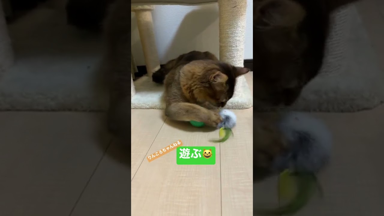 遊ぶ😸【りんころちゃんねる】#shorts #ねこ #ソマリ #ねこのいる生活 #ねこのいる暮らし