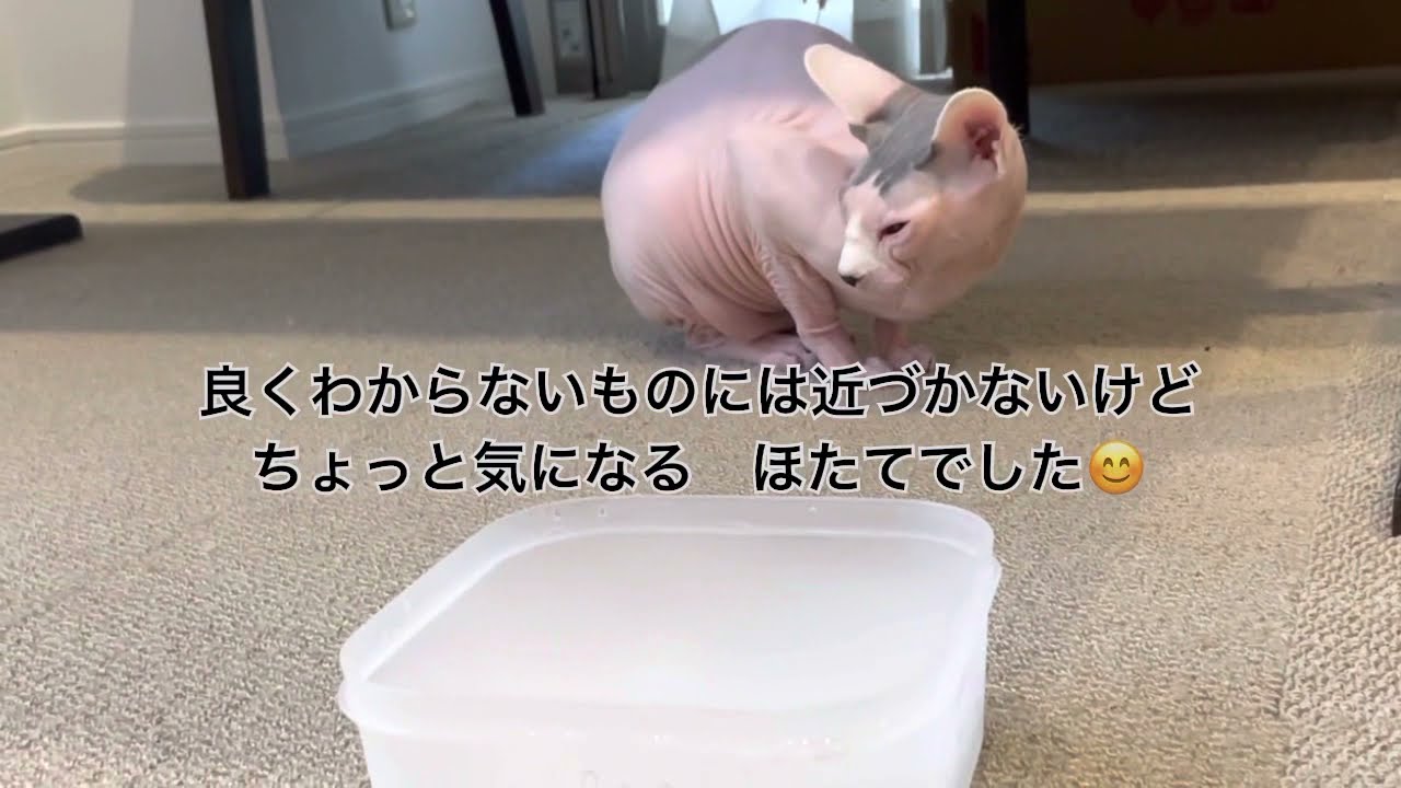 ほたて猫とドライアイス【スフィンクス猫】